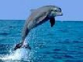 Dolphin Számlázó Program Dolphin Számlázó Program